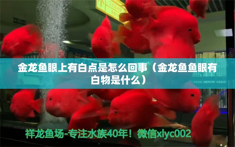 金龙鱼眼上有白点是怎么回事（金龙鱼鱼眼有白物是什么） 观赏鱼市场（混养鱼）