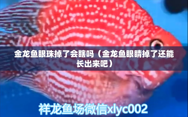 金龙鱼眼珠掉了会瞎吗（金龙鱼眼睛掉了还能长出来吧）