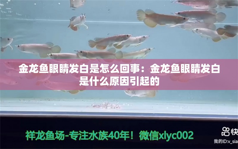 金龙鱼眼睛发白是怎么回事：金龙鱼眼睛发白是什么原因引起的 龙鱼百科 第2张