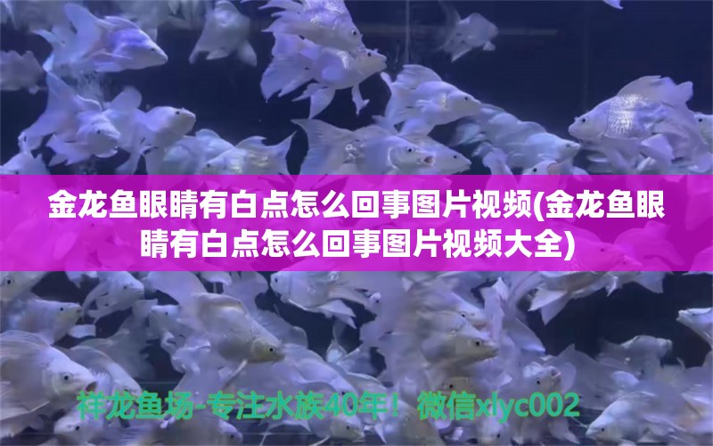 金龙鱼眼睛有白点怎么回事图片视频(金龙鱼眼睛有白点怎么回事图片视频大全)