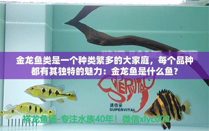 金龙鱼类是一个种类繁多的大家庭，每个品种都有其独特的魅力：金龙鱼是什么鱼？