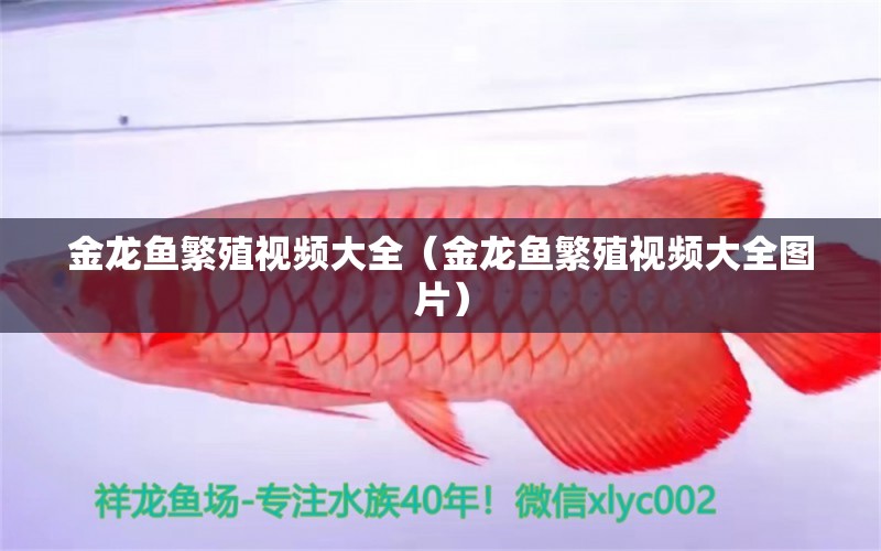 金龙鱼繁殖视频大全（金龙鱼繁殖视频大全图片） 祥龙水族医院