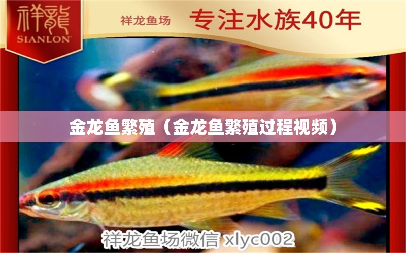 金龙鱼繁殖（金龙鱼繁殖过程视频） 祥龙水族医院