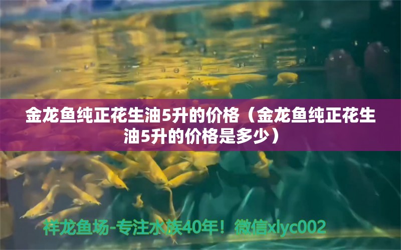 金龙鱼纯正花生油5升的价格（金龙鱼纯正花生油5升的价格是多少）