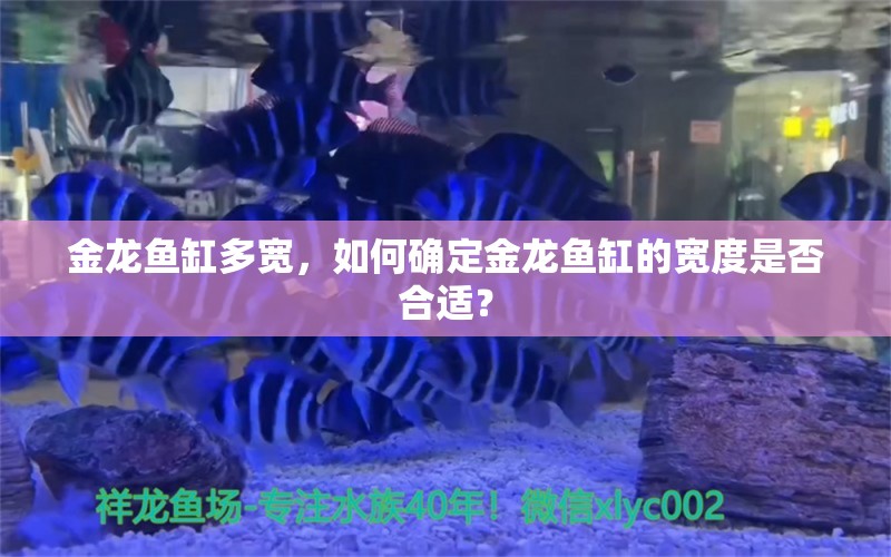 金龙鱼缸多宽，如何确定金龙鱼缸的宽度是否合适？ 水族问答 第2张