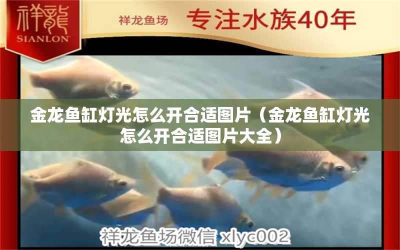 金龙鱼缸灯光怎么开合适图片（金龙鱼缸灯光怎么开合适图片大全） 广州观赏鱼鱼苗批发市场