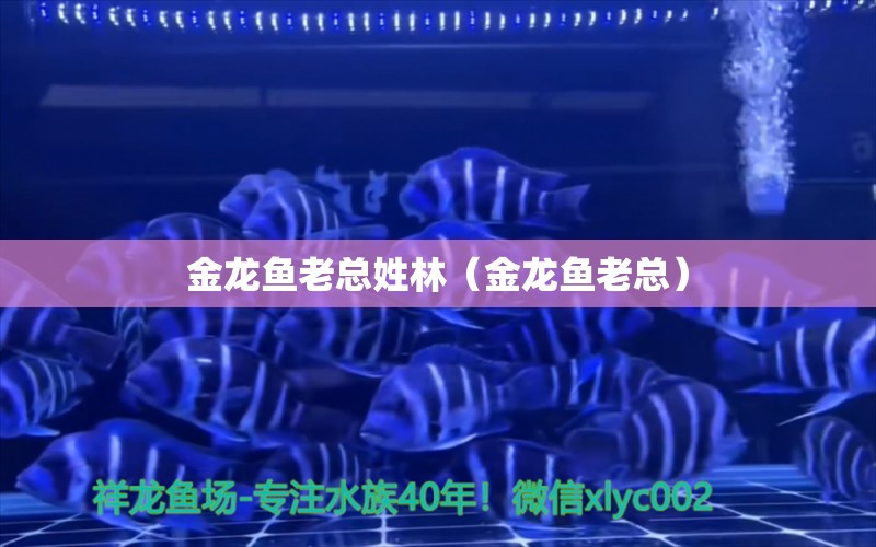 金龙鱼老总姓林（金龙鱼老总） 祥龙水族医院