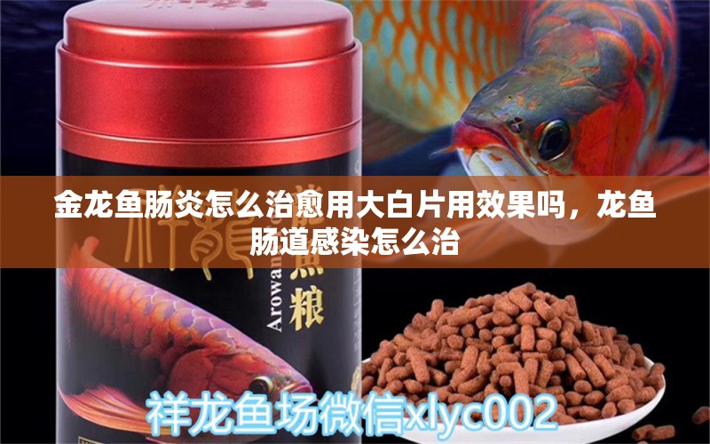 金龙鱼肠炎怎么治愈用大白片用效果吗，龙鱼肠道感染怎么治