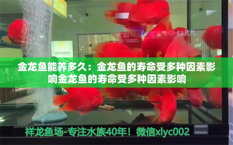 金龙鱼能养多久：金龙鱼的寿命受多种因素影响金龙鱼的寿命受多种因素影响