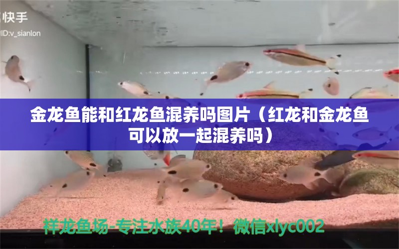 金龙鱼能和红龙鱼混养吗图片（红龙和金龙鱼可以放一起混养吗） 广州观赏鱼批发市场