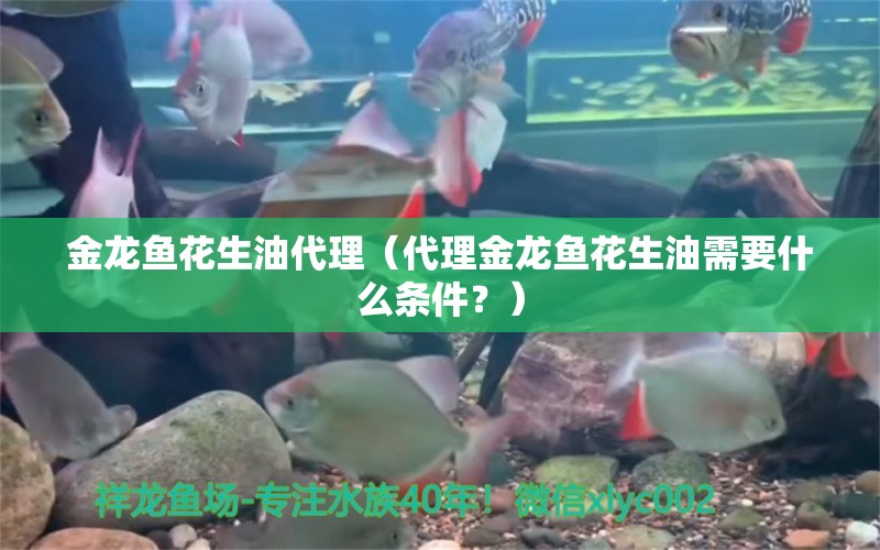 金龙鱼花生油代理（代理金龙鱼花生油需要什么条件？） 水族问答 第1张