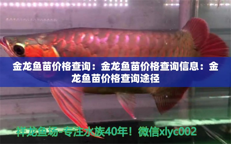 金龙鱼苗价格查询：金龙鱼苗价格查询信息：金龙鱼苗价格查询途径 龙鱼百科 第2张