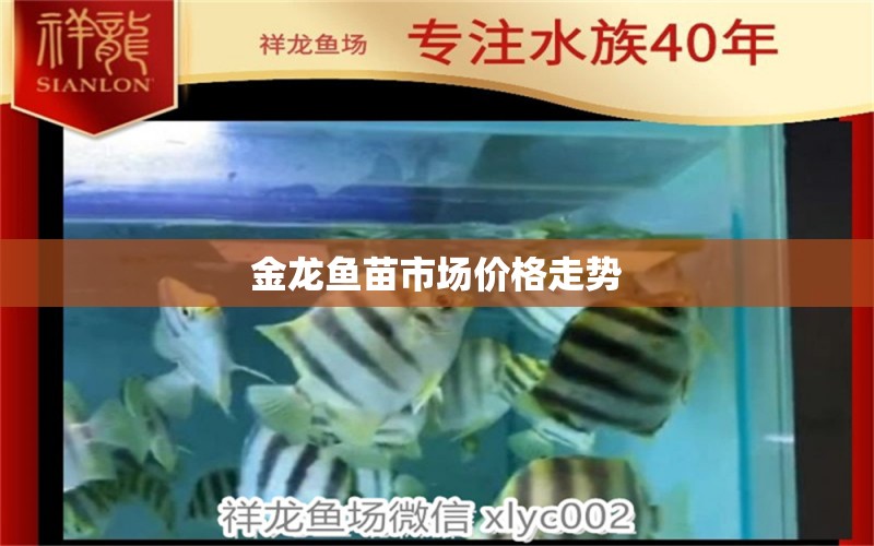 金龙鱼苗市场价格走势 水族问答 第1张