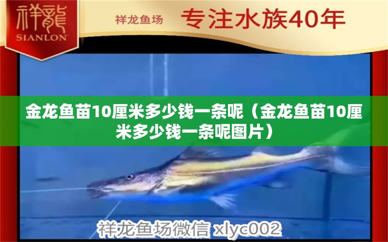 金龙鱼苗10厘米多少钱一条呢（金龙鱼苗10厘米多少钱一条呢图片） 红龙鱼鱼粮饲料
