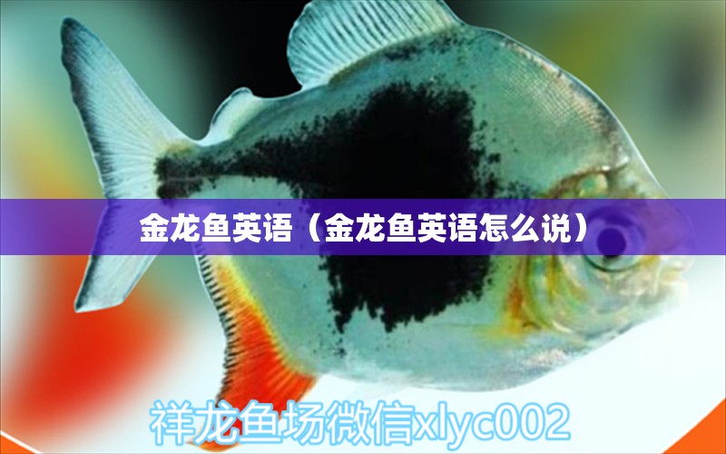 金龙鱼英语（金龙鱼英语怎么说） 祥龙水族医院