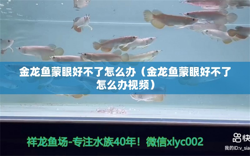 金龙鱼蒙眼好不了怎么办（金龙鱼蒙眼好不了怎么办视频）