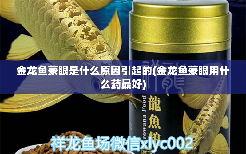 金龙鱼蒙眼是什么原因引起的(金龙鱼蒙眼用什么药最好) 龙鱼百科