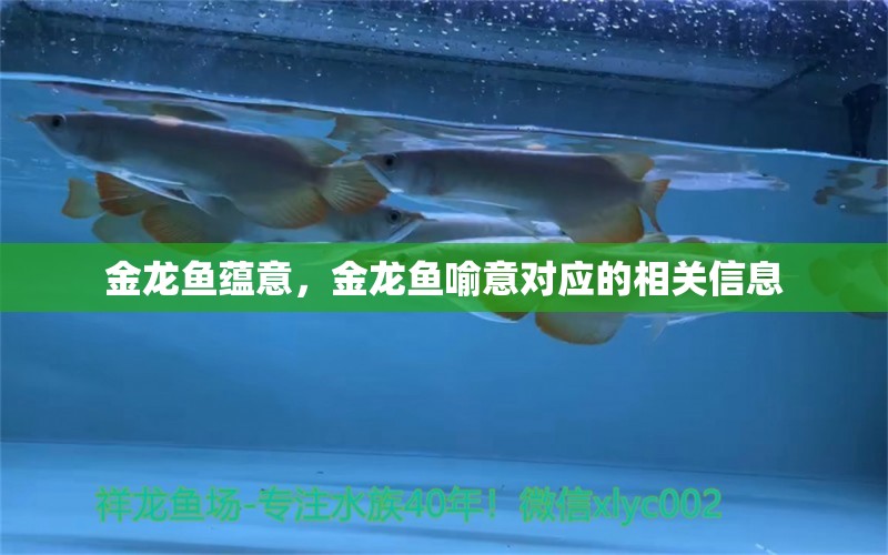 金龙鱼蕴意，金龙鱼喻意对应的相关信息 观赏鱼水族批发市场 第1张