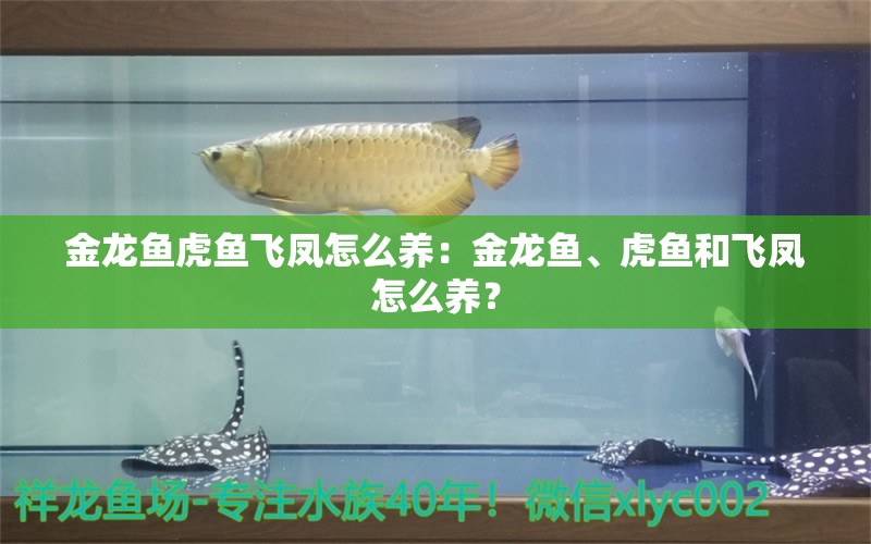 金龙鱼虎鱼飞凤怎么养：金龙鱼、虎鱼和飞凤怎么养？ 龙鱼百科 第2张