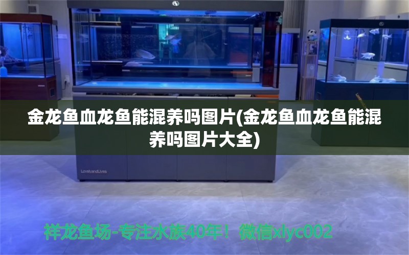 金龙鱼血龙鱼能混养吗图片(金龙鱼血龙鱼能混养吗图片大全)