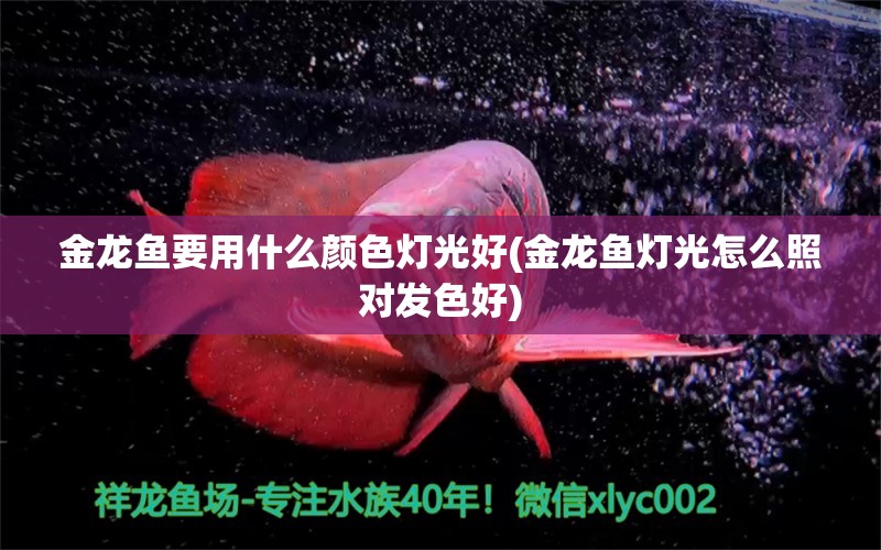 金龙鱼要用什么颜色灯光好(金龙鱼灯光怎么照对发色好)