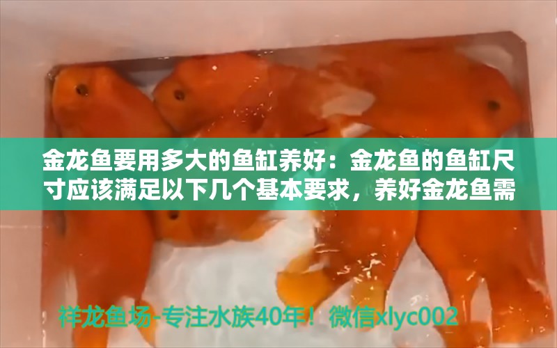 金龙鱼要用多大的鱼缸养好：金龙鱼的鱼缸尺寸应该满足以下几个基本要求，养好金龙鱼需要多大