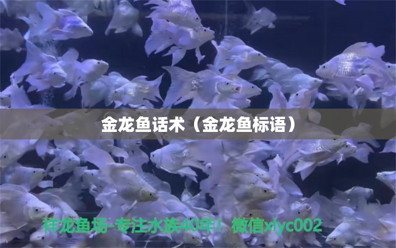 金龙鱼话术（金龙鱼标语）