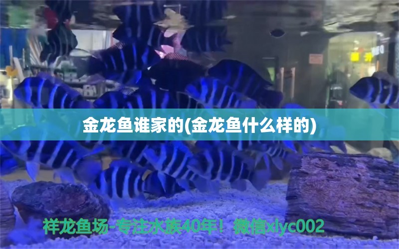 金龙鱼谁家的(金龙鱼什么样的)