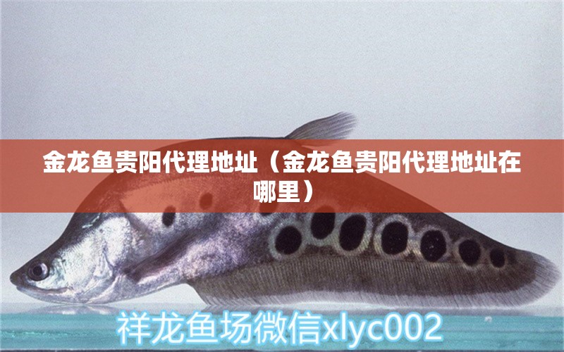 金龙鱼贵阳代理地址（金龙鱼贵阳代理地址在哪里） 祥龙水族医院