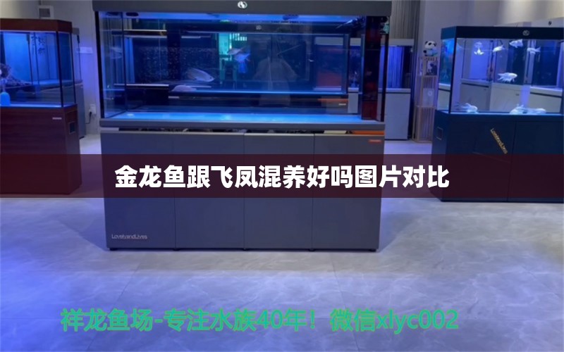 金龙鱼跟飞凤混养好吗图片对比