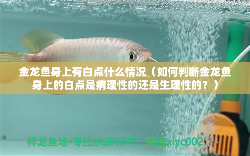 金龙鱼身上有白点什么情况（如何判断金龙鱼身上的白点是病理性的还是生理性的？）