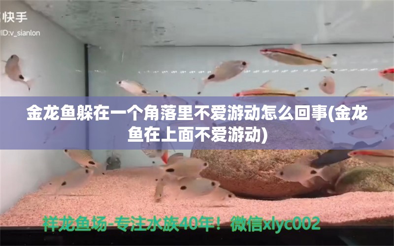 金龙鱼躲在一个角落里不爱游动怎么回事(金龙鱼在上面不爱游动)