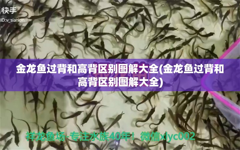 金龙鱼过背和高背区别图解大全(金龙鱼过背和高背区别图解大全)