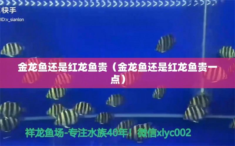 金龙鱼还是红龙鱼贵（金龙鱼还是红龙鱼贵一点）