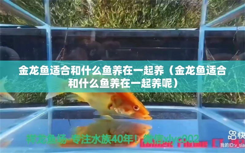 金龙鱼适合和什么鱼养在一起养（金龙鱼适合和什么鱼养在一起养呢）