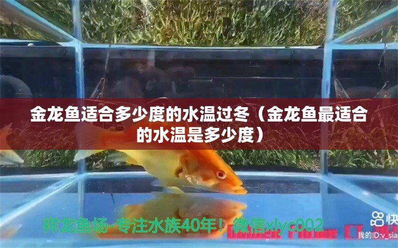 金龙鱼适合多少度的水温过冬（金龙鱼最适合的水温是多少度）