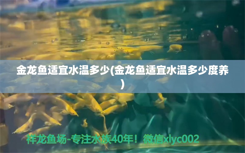 金龙鱼适宜水温多少(金龙鱼适宜水温多少度养) 养鱼知识