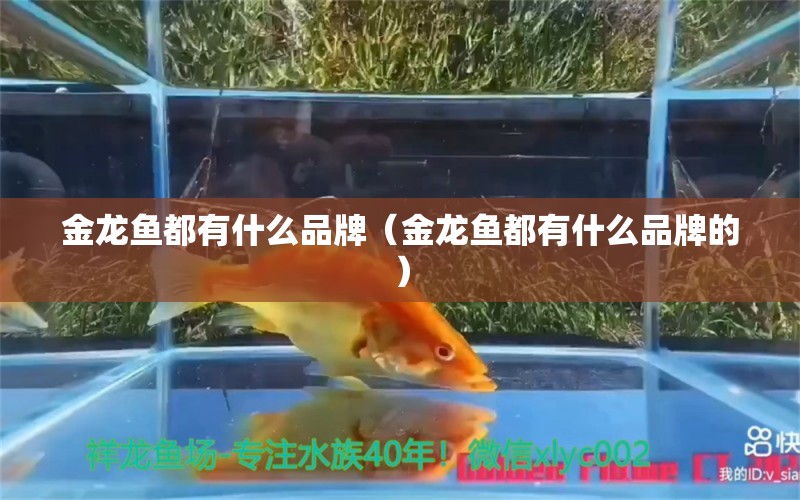 金龙鱼都有什么品牌（金龙鱼都有什么品牌的）