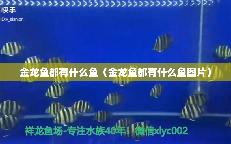 金龙鱼都有什么鱼（金龙鱼都有什么鱼图片） 祥龙水族医院