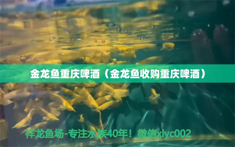 金龙鱼重庆啤酒（金龙鱼收购重庆啤酒） 祥龙水族医院