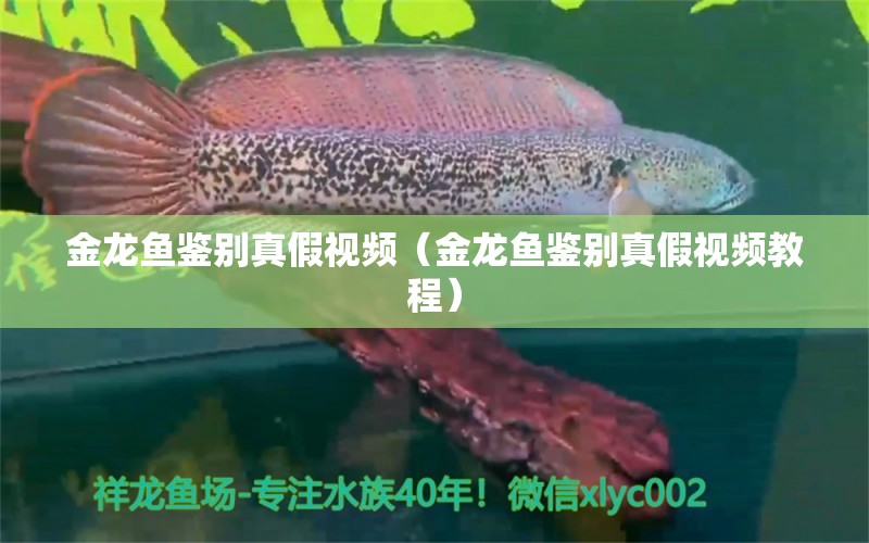 金龙鱼鉴别真假视频（金龙鱼鉴别真假视频教程）