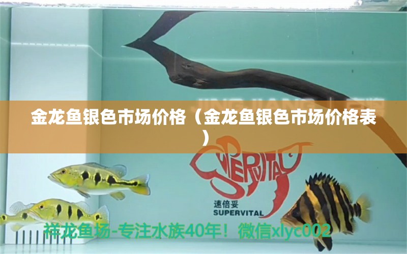 金龙鱼银色市场价格（金龙鱼银色市场价格表） 广州龙鱼批发市场