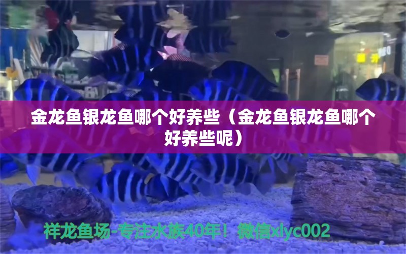 金龙鱼银龙鱼哪个好养些（金龙鱼银龙鱼哪个好养些呢）