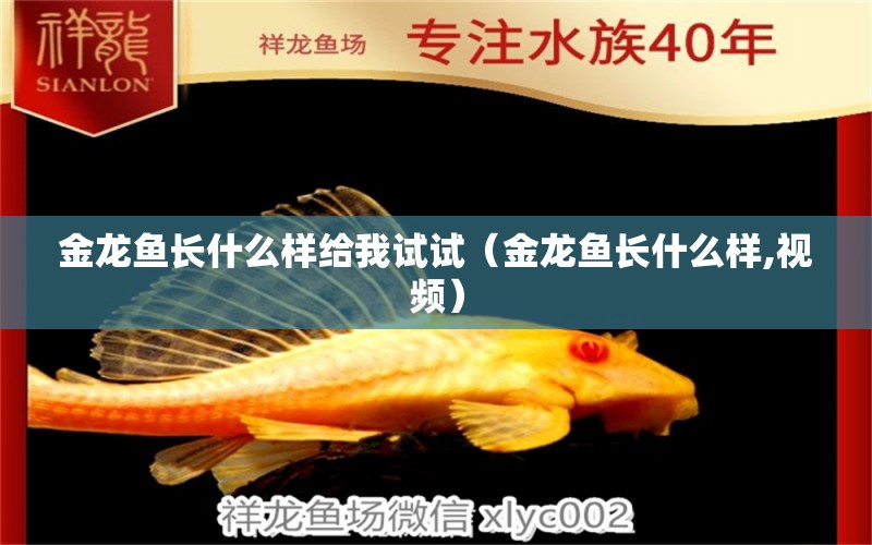 金龙鱼长什么样给我试试（金龙鱼长什么样,视频） 祥龙水族医院