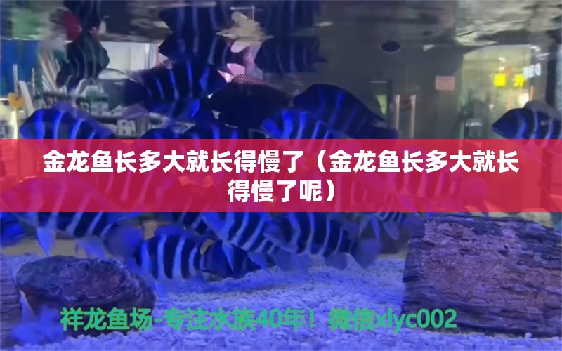 金龙鱼长多大就长得慢了（金龙鱼长多大就长得慢了呢） 女王大帆鱼苗