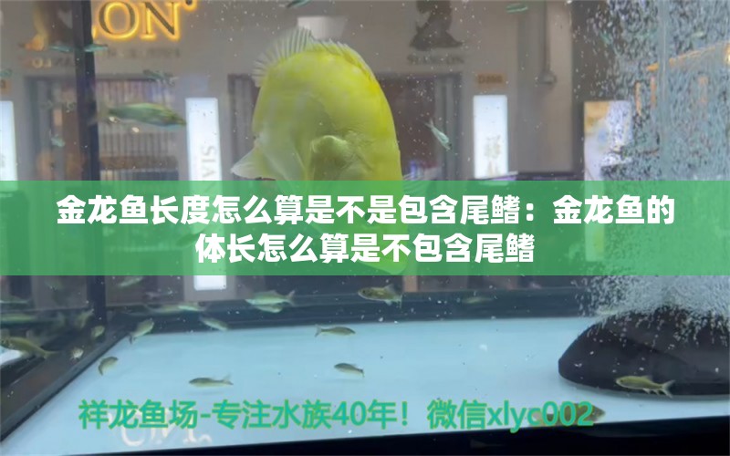 金龙鱼长度怎么算是不是包含尾鳍：金龙鱼的体长怎么算是不包含尾鳍