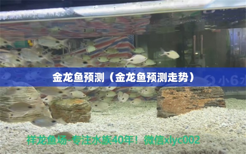 金龙鱼预测（金龙鱼预测走势）