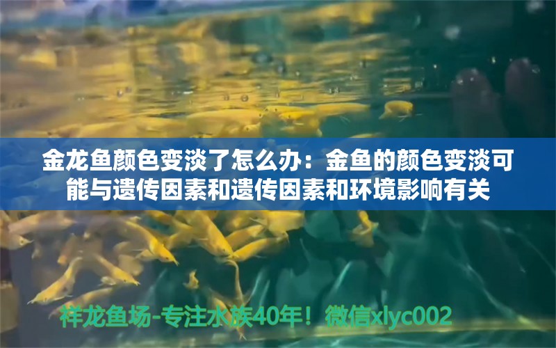 金龙鱼颜色变淡了怎么办：金鱼的颜色变淡可能与遗传因素和遗传因素和环境影响有关