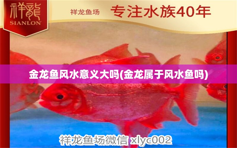 金龙鱼风水意义大吗(金龙属于风水鱼吗)