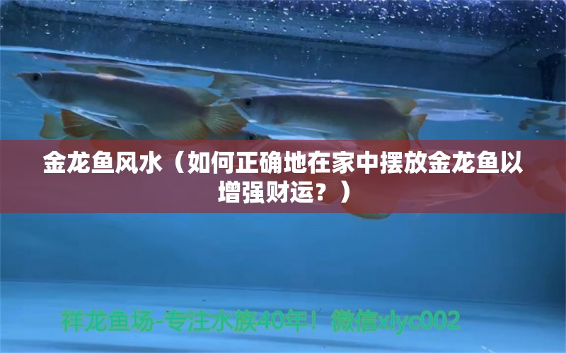 金龙鱼风水（如何正确地在家中摆放金龙鱼以增强财运？） 水族问答 第2张